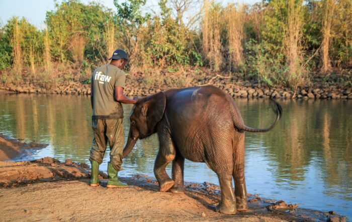 non-profit-hulpverlening-olifant