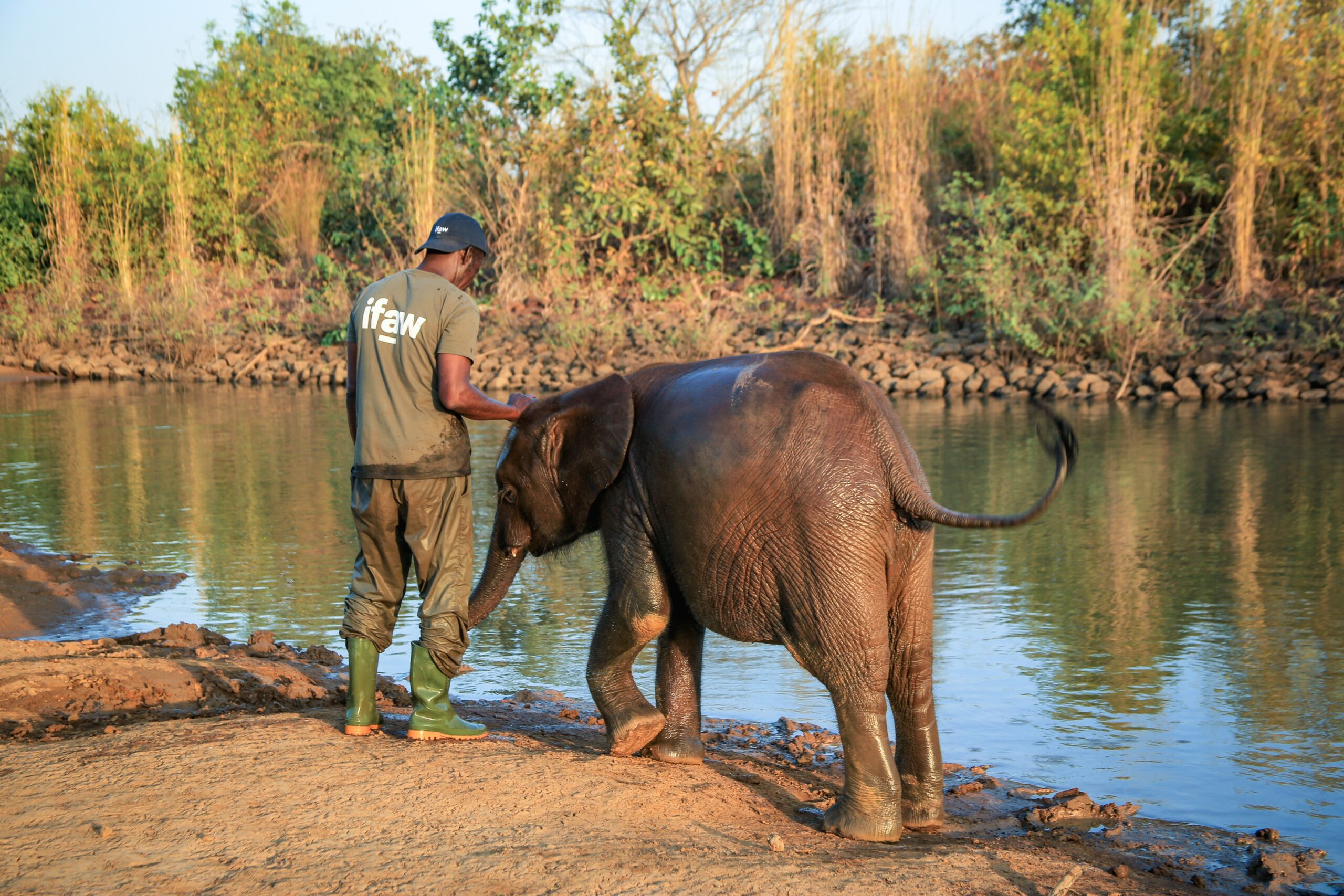 non-profit-hulpverlening-olifant