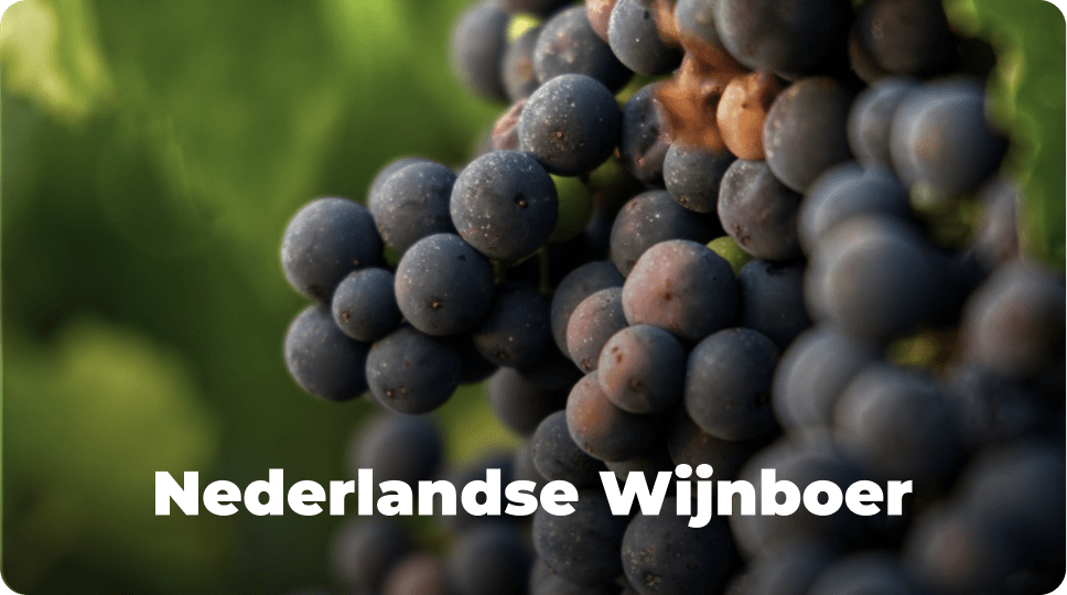 social media management nederlandse wijnboer