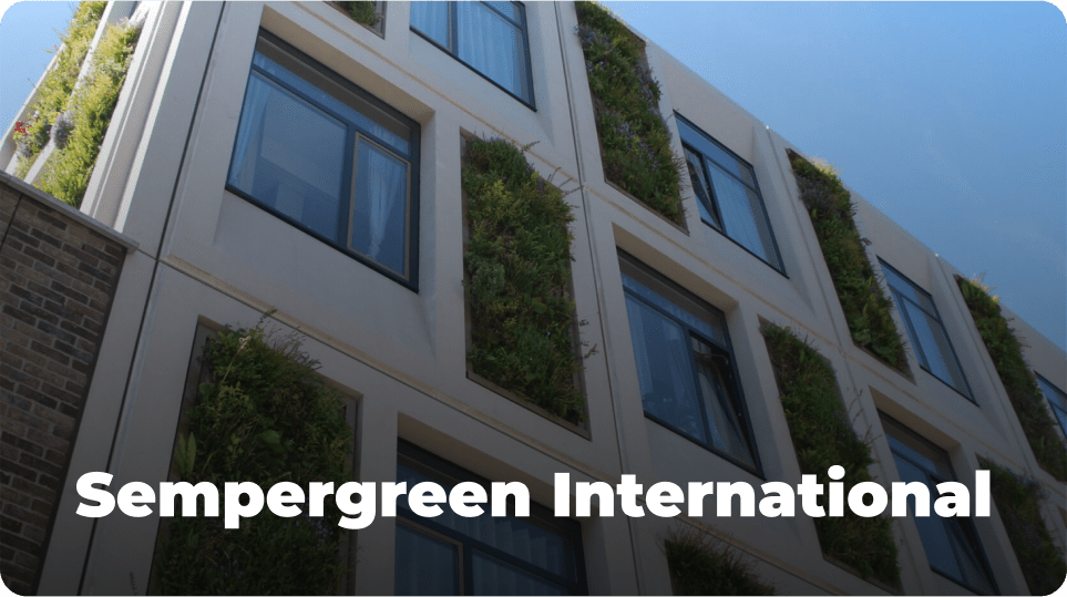 sempergreen international seo marketing